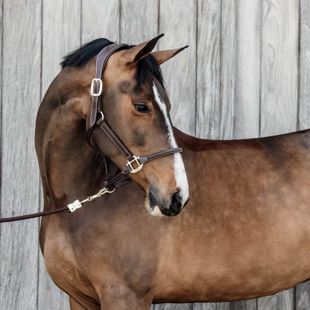 Halters & Leads